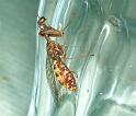Mantispa_styriaca_F2204_Z_88_Les Gris_Frankrijk